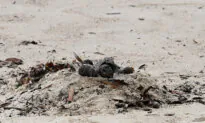 Mysterious Tar Balls Prompt Beach Closures in Sydney
