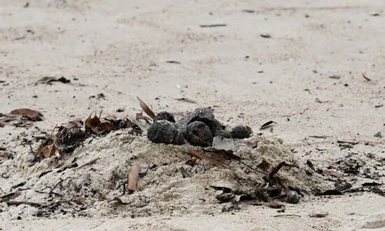 Mysterious Tar Balls Prompt Beach Closures in Sydney