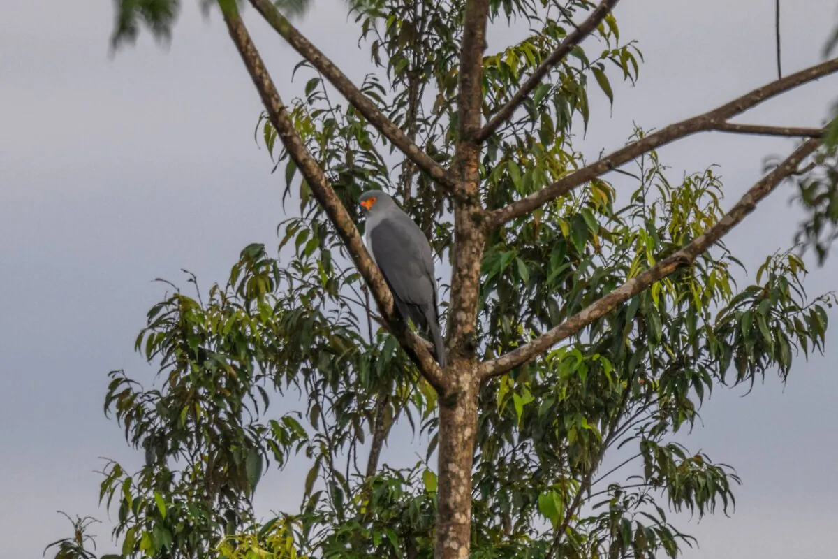 The first-ever documented photograph of New Britain goshawk. (© WWF-Pacific / Tom Vierus)