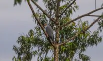 ‘Nature’s Resilience’: Missing for Over Half a Century, Rare Bird Finally Captured on Camera
