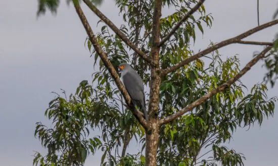 ‘Nature’s Resilience’: Missing for Over Half a Century, Rare Bird Finally Captured on Camera