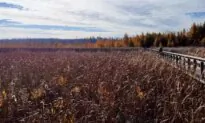 DND Confirms Unexploded WWII Bombs Buried Near Ottawa Hiking Trails