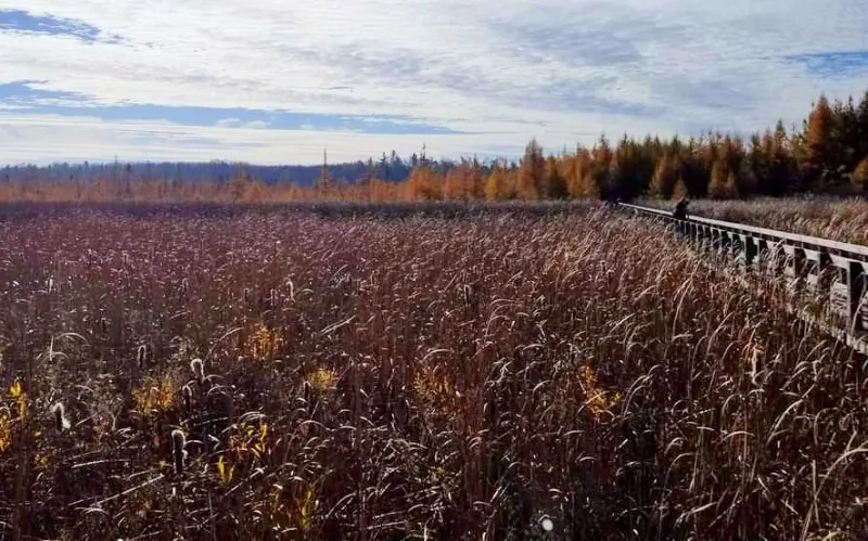 A file photo of Mer Bleue Bog hiking area in Ottawa. (Tara MacIsaac/The Epoch Times)