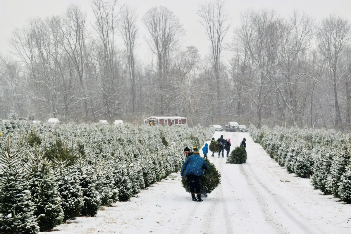 Families venture out among the rows of Christmas trees to find their perfect pick. (Courtesy of Hidden Pond Tree Farm)