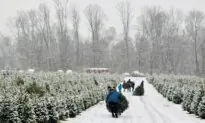 What Does It Take to Grow the Perfect Christmas Tree?