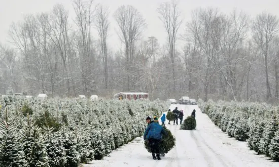 What Does It Take to Grow the Perfect Christmas Tree?