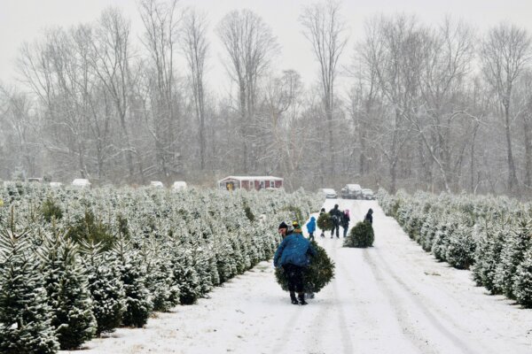 What Does It Take to Grow the Perfect Christmas Tree?