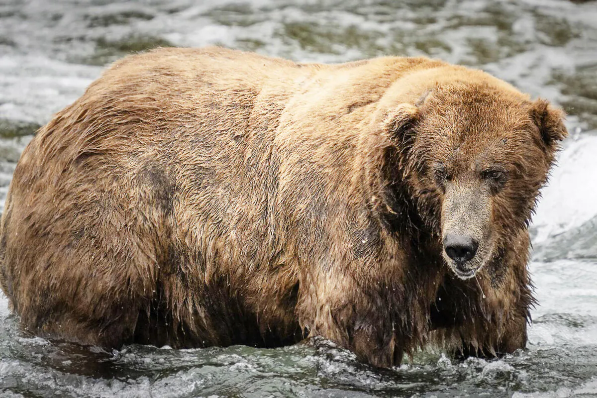 Fat bear 747 contended for the championship title in Fat Bear Week 2024. (Courtesy of National Parks Service)
