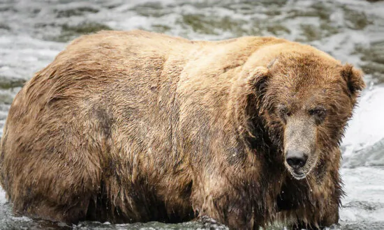 ‘Fat Bear Week’ Crowns Chunkiest Brown Bear, Who Packed On Pounds Gorging On Salmon All Summer