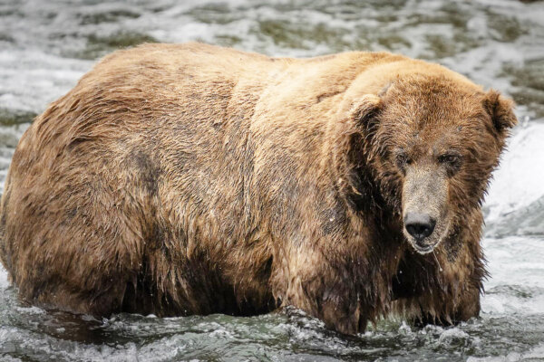 'Fat Bear Week' Crowns Chunkiest Brown Bear, Who Packed On Pounds Gorging On Salmon All Summer