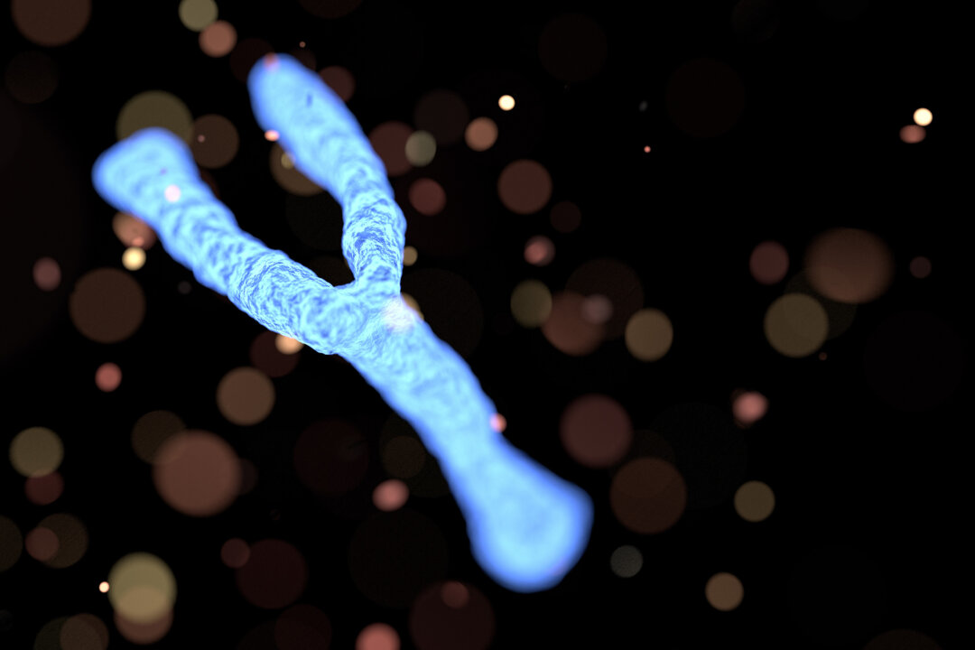 Study Links Autism to the Y Chromosome