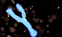 Study Links Autism to the Y Chromosome