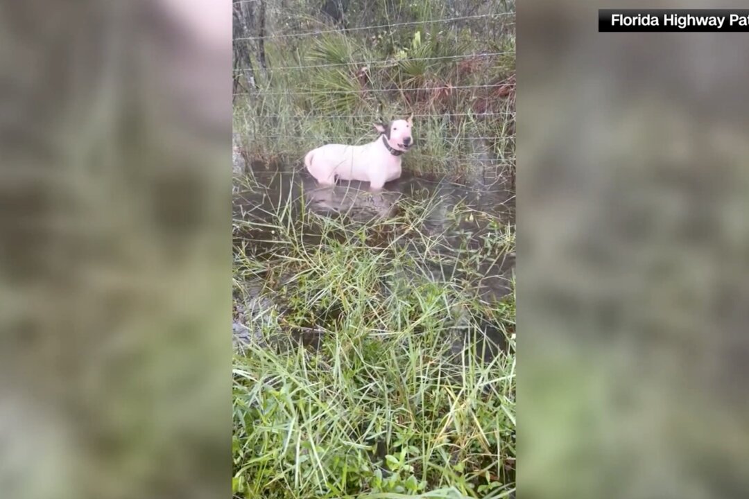 Man Charged With Abandoning Dog in Floodwaters as Florida Residents ...