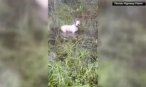 Man Charged With Abandoning Dog in Floodwaters as Florida Residents Evacuated Ahead of Hurricane