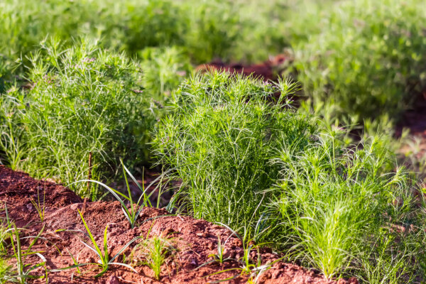 The Millennia-Old Herb That Makes Dishes Both Digestible and Delicious