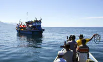 Potential Mass Deportation of 80,000 Non-Citizens Ruled out in New Migration Bill