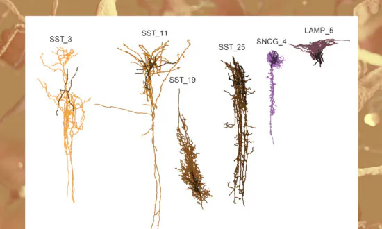 ‘Silent Phase’ of Alzheimer’s Begins Decades Before Symptoms, NIH Study Suggests