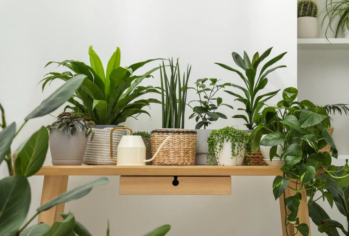 Watering house plants (New Africa/Shutterstock)