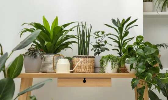 Watering Houseplants