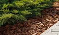 A Cozy Blanket for Your Garden: Choosing the Right Winter Mulch