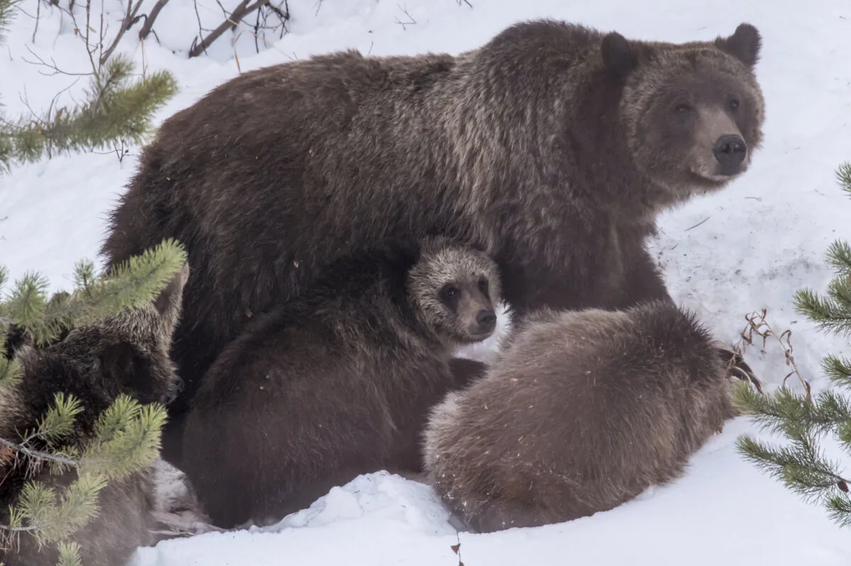 Grizzly bear 399 and her four cubs feed on a deer carcass in southern Jackson Hole, Wyo., on Nov. 17, 2020. (Ryan Dorgan/Jackson Hole News & Guide via AP)