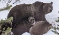 Grand Teton Grizzly Bear No. 399 That Delighted Visitors for Decades Is Killed by Vehicle in Wyoming
