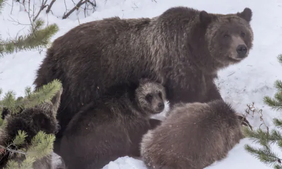 Grand Teton Grizzly Bear No. 399 That Delighted Visitors for Decades Is Killed by Vehicle in Wyoming