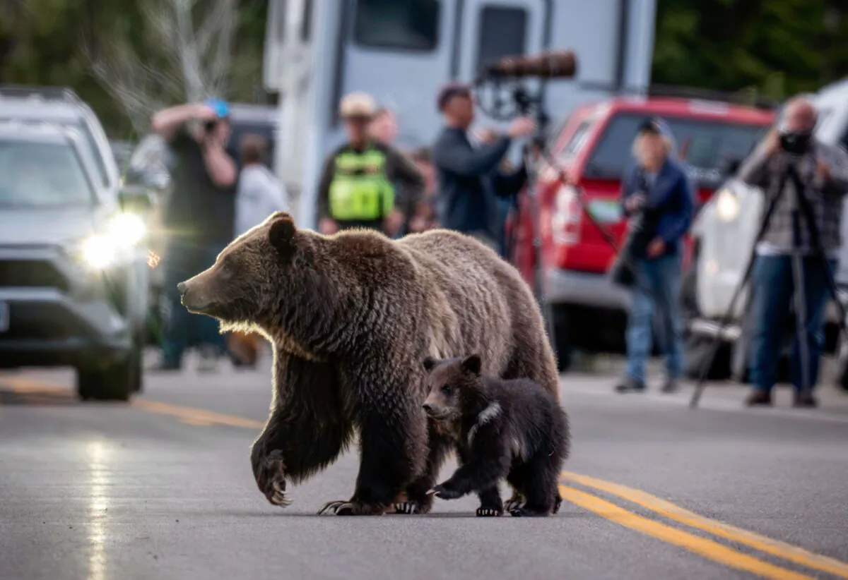 A grizzly bear known as No. 399 walks along side a cub in a file photo. (C. Adams/Grand Teton National Park via AP)