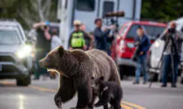 Cub of Famous Wyoming Grizzly No. 399 Has Been Unseen Since His Mother’s Death but Odds Look Good