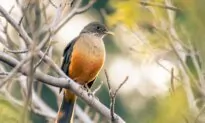 Thomas Hardy’s ‘The Darkling Thrush’: Braving the Dark