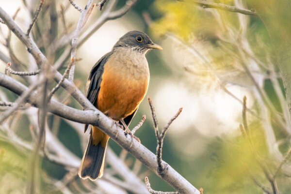 Thomas Hardy’s ‘The Darkling Thrush’: Braving the Dark