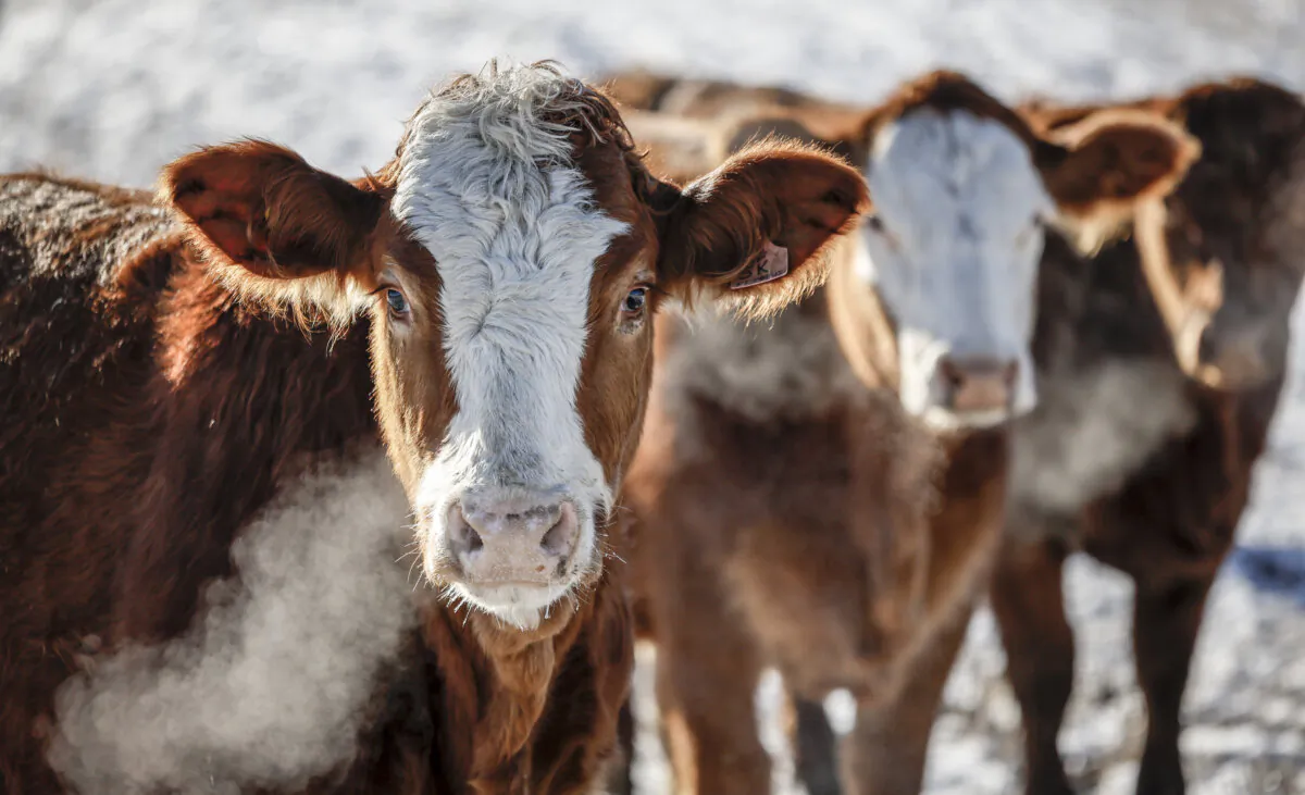 Cattle stand in a pasture on a farm in Alberta on Nov. 30, 2023. (The Canadian Press/Jeff McIntosh)