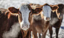 Cattle Associations Have Beef With Potential Mercosur Trade Deal