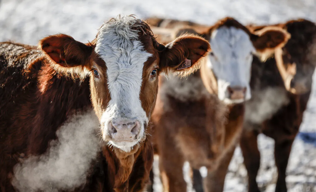 Cattle stand in a pasture on a farm in Alberta on Nov. 30, 2023. (The Canadian Press/Jeff McIntosh)