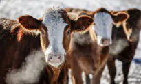 Farmers Make Their Cases for and Against Bloc’s Supply Management Bill