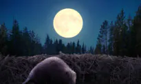 Full ‘Beaver Moon’ to Fall in November, and It Will Be the Last Supermoon of the Year—What to Know