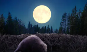 Full ‘Beaver Moon’ to Fall in November, and It Will Be the Last Supermoon of the Year—What to Know