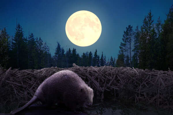 Full ‘Beaver Moon’ to Fall in November, and It Will Be the Last Supermoon of the Year—What to Know