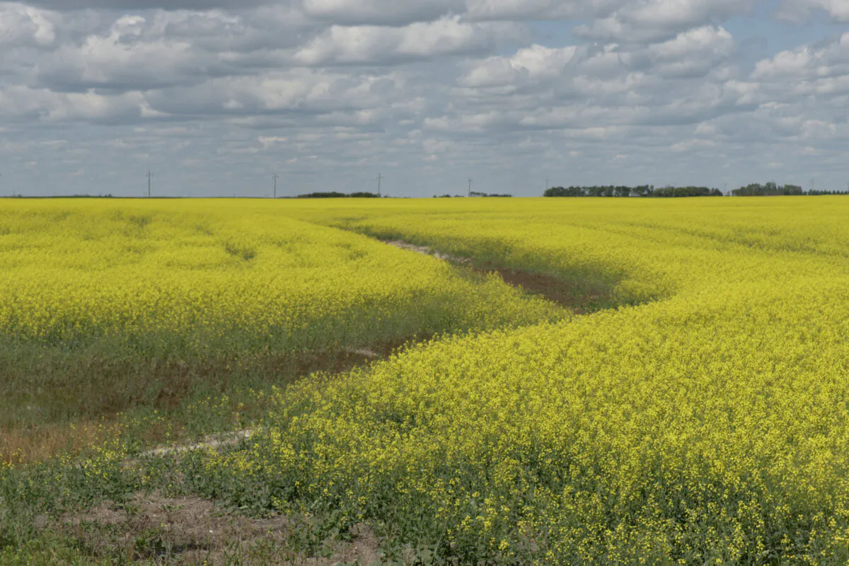 A canola field near Grenfell, Sask., in a file photo. (The Canadian Press/Michael Bell)