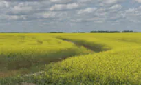 ‘Bitter Divide’: Behind Saskatchewan Election’s Urban-Rural Split