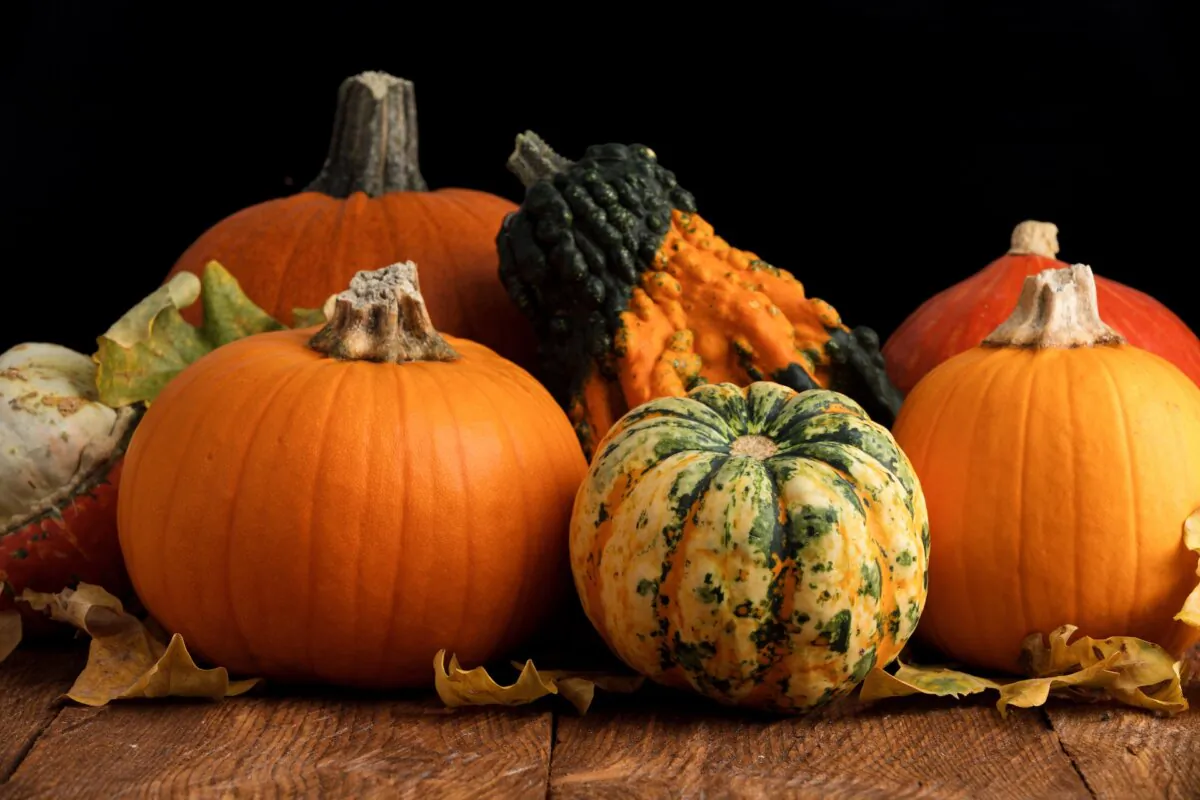 Pumpkins and squash are similar but can be used differently. (77 Studio/Shutterstock)