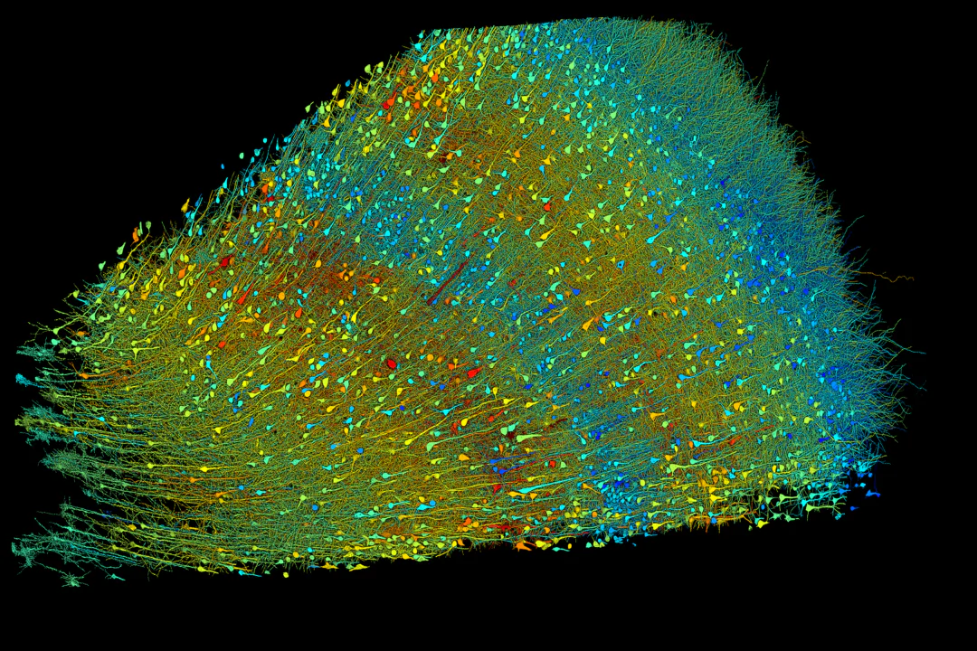 Neurons from the anterior temporal lobe, color-coded by size and type, reveal the six distinct layers of the cortex. The brain's surface is visible at the right.