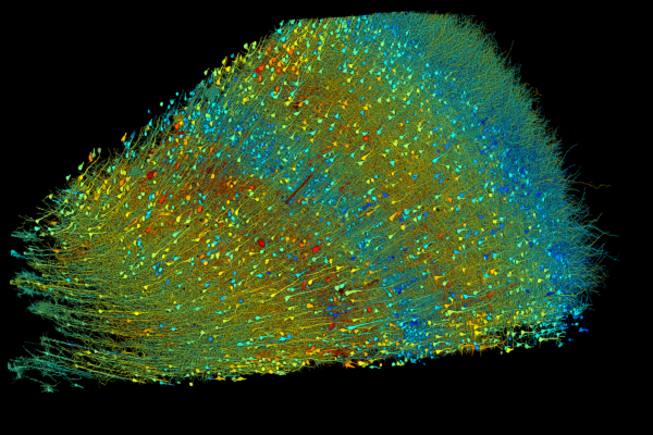 See the Human Brain Like Never Before