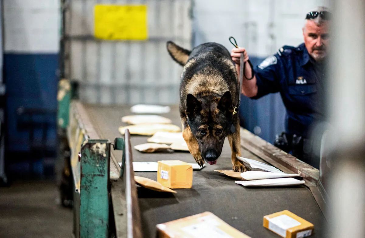 A Customs and Border Protection officer works with a dog to check parcels for fentanyl at John F. Kennedy Airport's U.S. Postal Service facility in New York City on June 24, 2019. (Johannes Eisele/AFP via Getty Images)