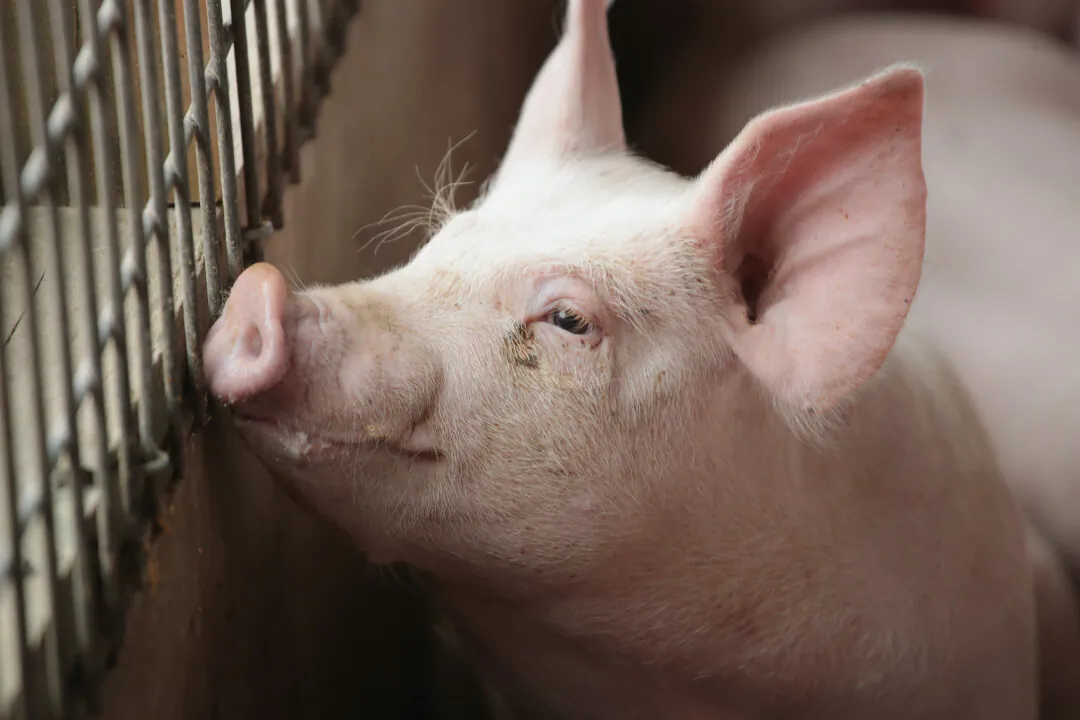 A pig raised on an Illinois farm on June 6, 2018. (Scott Olson/Getty Images)