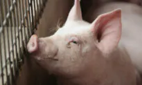 The Pig Who Refused to Be Bacon