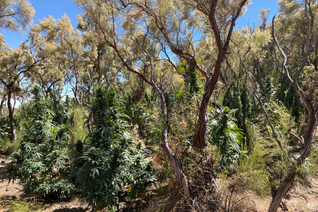 More Than 25,000 Marijuana Plants Seized in California State Parks This ...
