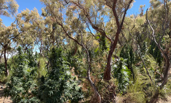 More Than 25,000 Marijuana Plants Seized in California State Parks This Year