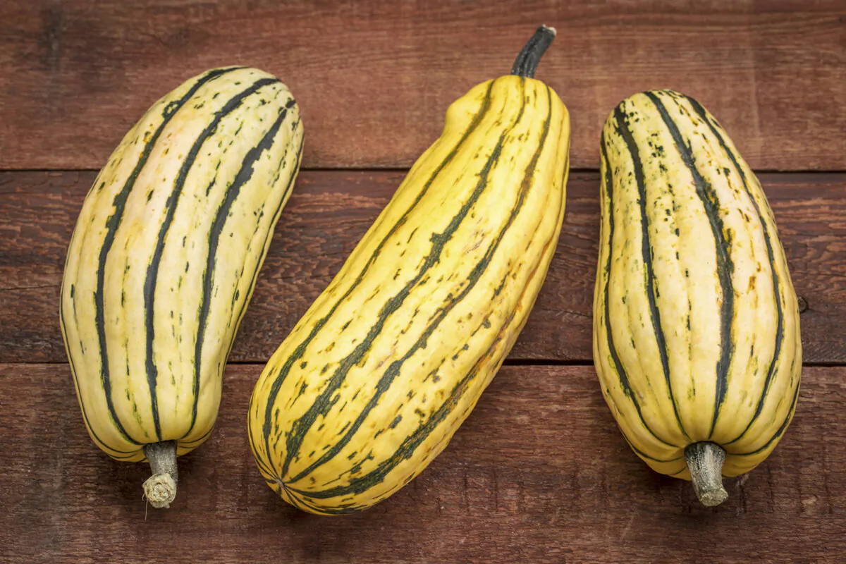 Delicata is nicknamed "sweet potato squash‚" for its lush, velvety texture and the way it caramelizes in a hot pan. (Dreamstime/TNS)