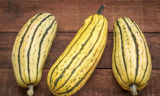 It’s Squash Season, and We’re All About Delicata